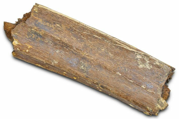 Hadrosaur (Edmontosaurus) Rib Section - Wyoming #381167